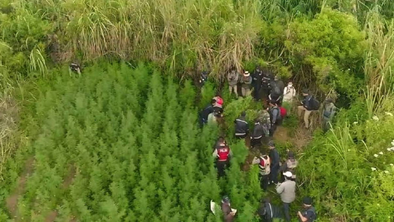Viral Temuan Ladang Ganja di TNBTS, Ada 59 Titik
